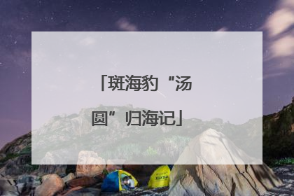 斑海豹“汤圆”归海记
